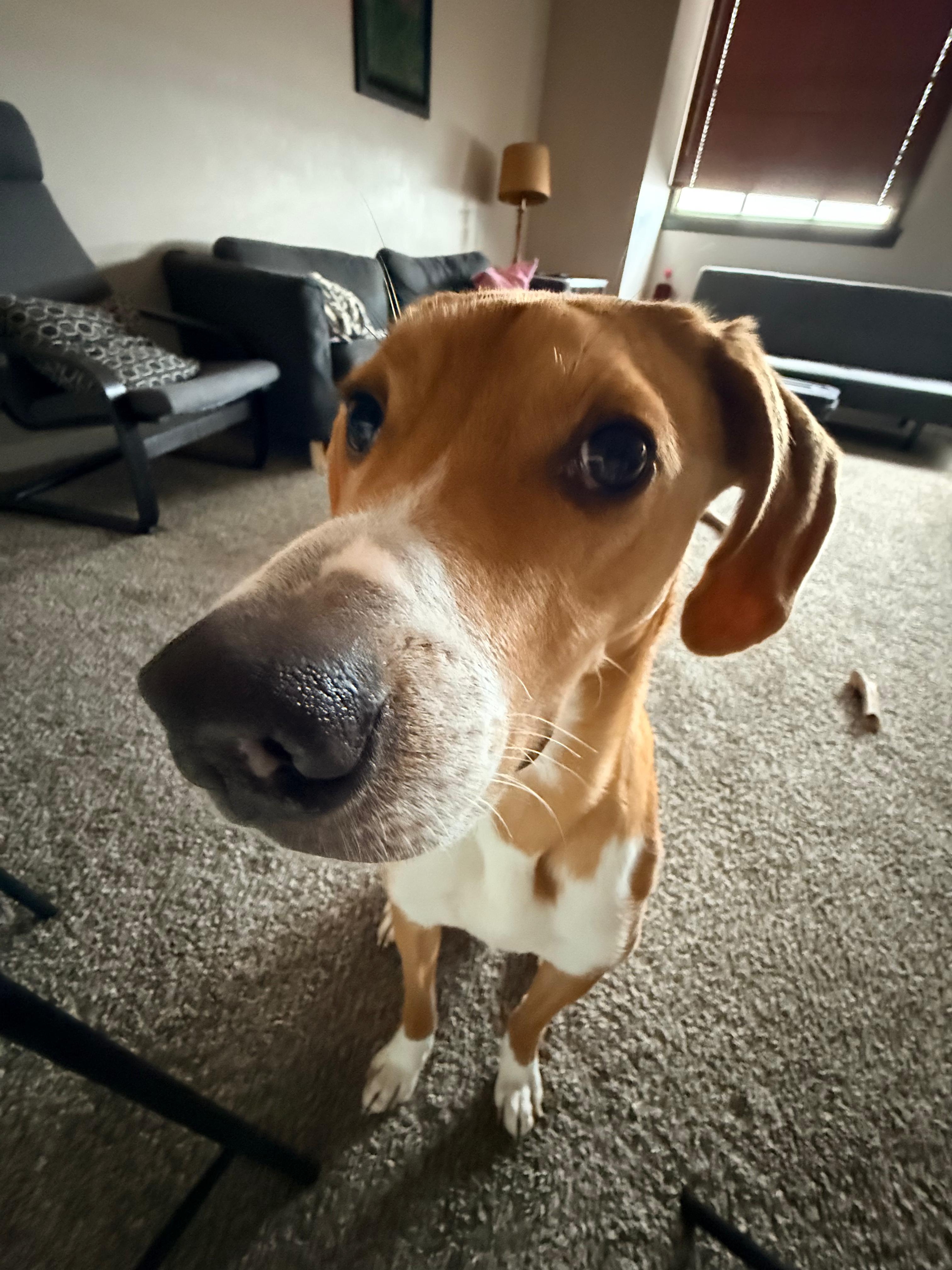 Drain Dawg